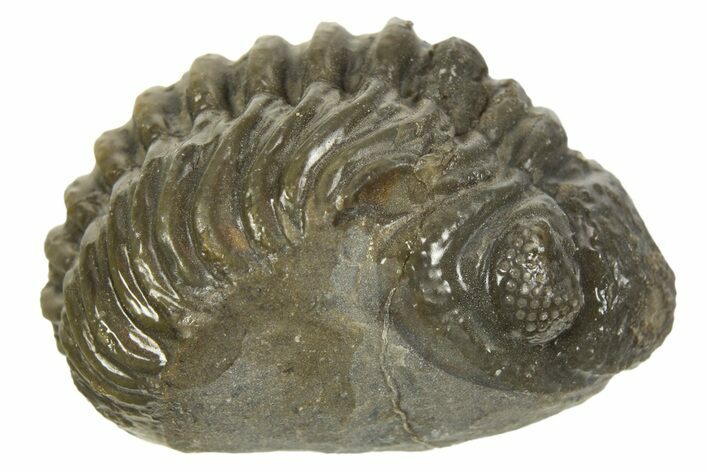 Long, Curled Morocops Trilobite - Morocco #323239
